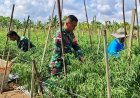 Panen Cabai Berkah, Babinsa Skanto Hadir Bantu Hingga Motivasi Petani