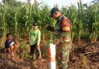 Tingkatkan Hasil Panen Babinsa Skanto dan Petani Kembangkan Jagung Raja Nusantara