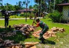 Pengabdian Tanpa Batas Babinsa Koramil Demta Turun Langsung Bantu Warga Belah Kayu Bakar