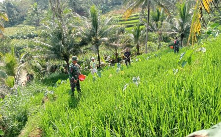 Bantu Petani Pemupukan Padi Merupakan Salah Satu Bentuk Perhatian Danramil Dan Babinsa