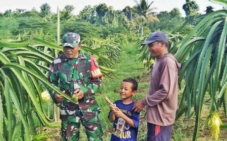 Babinsa Skanto dan Petani Buah Naga Bersinergi Maksimalkan Hasil Panen