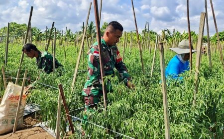 Panen Cabai Berkah, Babinsa Skanto Hadir Bantu Hingga Motivasi Petani
