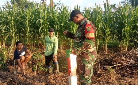 Tingkatkan Hasil Panen Babinsa Skanto dan Petani Kembangkan Jagung Raja Nusantara