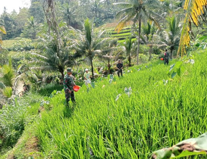 Bantu Petani Pemupukan Padi Merupakan Salah Satu Bentuk Perhatian Danramil Dan Babinsa