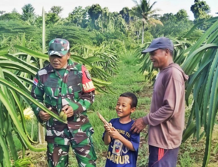 Babinsa Skanto dan Petani Buah Naga Bersinergi Maksimalkan Hasil Panen
