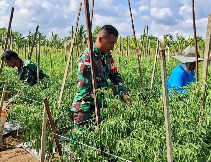 Panen Cabai Berkah, Babinsa Skanto Hadir Bantu Hingga Motivasi Petani