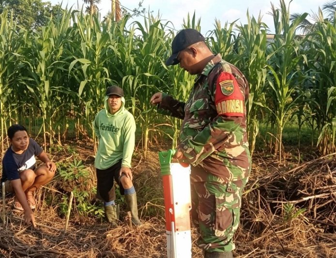 Tingkatkan Hasil Panen Babinsa Skanto dan Petani Kembangkan Jagung Raja Nusantara