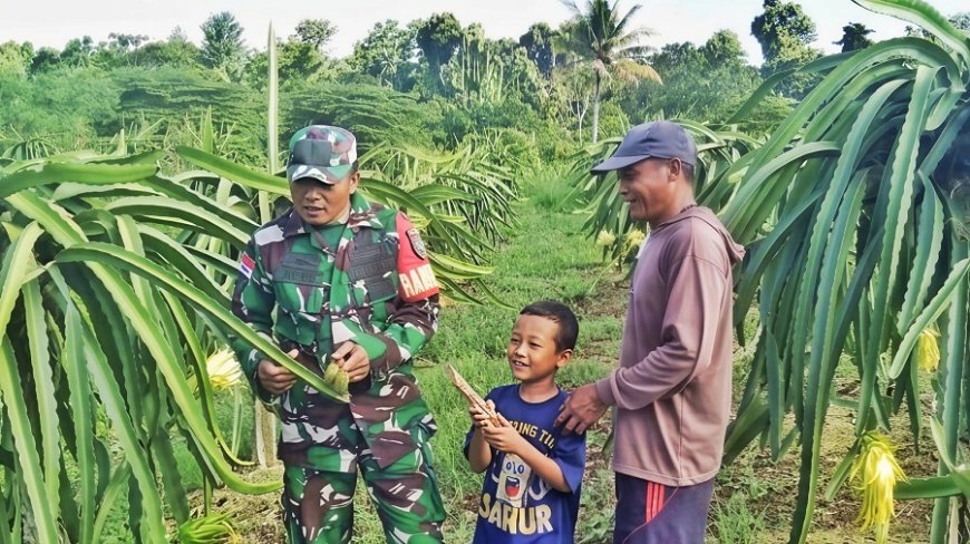 Babinsa Skanto dan Petani Buah Naga Bersinergi Maksimalkan Hasil Panen