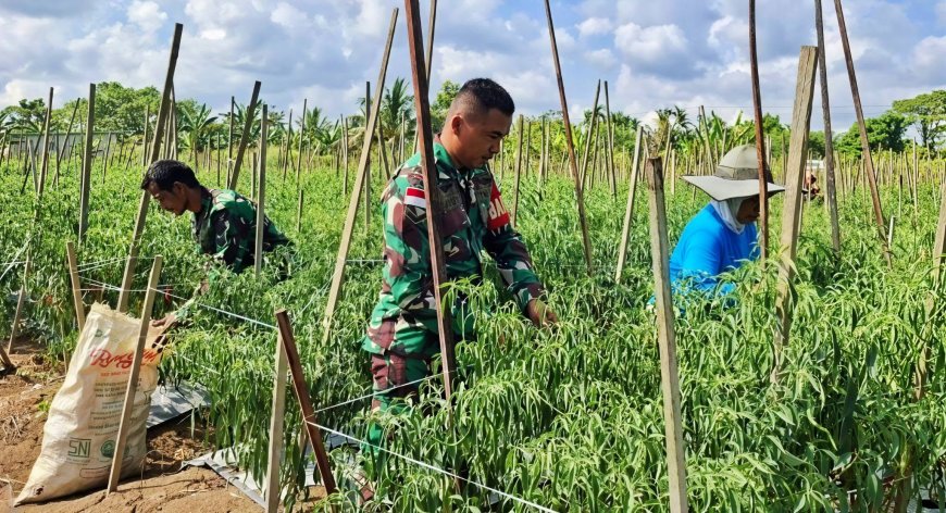 Panen Cabai Berkah, Babinsa Skanto Hadir Bantu Hingga Motivasi Petani