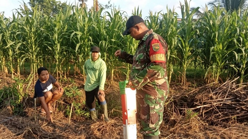Tingkatkan Hasil Panen Babinsa Skanto dan Petani Kembangkan Jagung Raja Nusantara