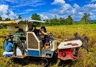 Dari Tanam Hingga Panen Babinsa Koramil Skanto Dukung Petani Perbatasan Panen Padi 3,5 Hektar