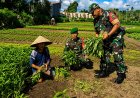 Babinsa Sentani Turun ke Lahan Perkuat Ketahanan Pangan Lewat Pendampingan Petani Sayur
