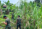 Prajurit Yonif TP 860/NSK Gotong Royong Bersihkan Lingkungan Madrasah Aliyah Ma’arif NU Waropen, Wujud Nyata Kepedulian TNI terhadap Dunia Pendidikan