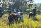 Yonif TP 804/DBAY Kembali Berhasil Laksanakan Panen Padi Kelima Kalinya