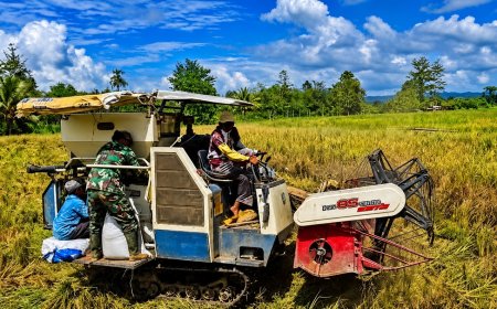 Dari Tanam Hingga Panen Babinsa Koramil Skanto Dukung Petani Perbatasan Panen Padi 3,5 Hektar