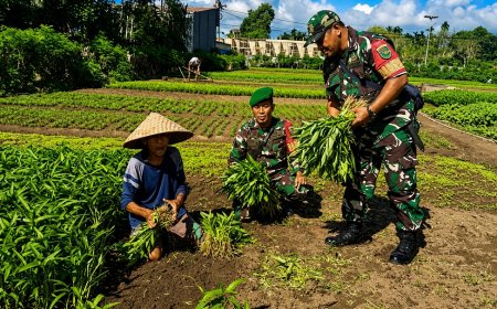 Babinsa Sentani Turun ke Lahan Perkuat Ketahanan Pangan Lewat Pendampingan Petani Sayur