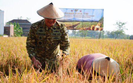 Pangdam IV/Diponegoro Dukung Panen Raya TNI, Perkuat Ketahanan Pangan Nasional