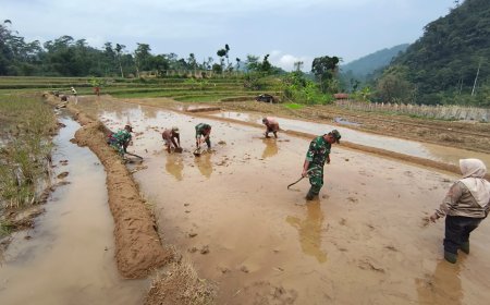 Sukseskan Program Unggulan KASAD Babinsa Bantu Petani Olah Lahan untuk Tanam Padi