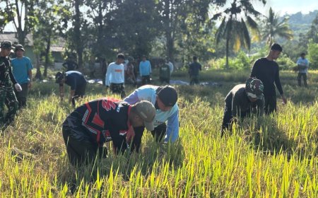Yonif TP 804/DBAY Kembali Berhasil Laksanakan Panen Padi Kelima Kalinya