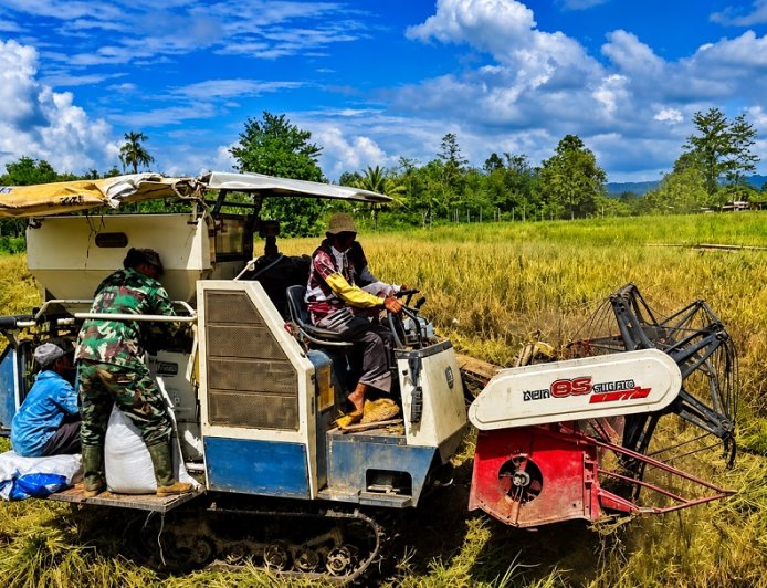 Dari Tanam Hingga Panen Babinsa Koramil Skanto Dukung Petani Perbatasan Panen Padi 3,5 Hektar