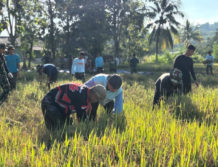 Yonif TP 804/DBAY Kembali Berhasil Laksanakan Panen Padi Kelima Kalinya