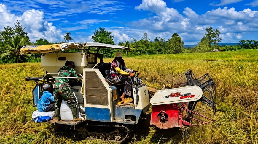 Dari Tanam Hingga Panen Babinsa Koramil Skanto Dukung Petani Perbatasan Panen Padi 3,5 Hektar