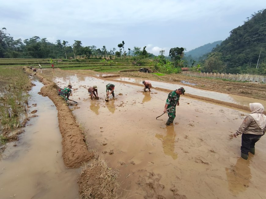 Sukseskan Program Unggulan KASAD Babinsa Bantu Petani Olah Lahan untuk Tanam Padi