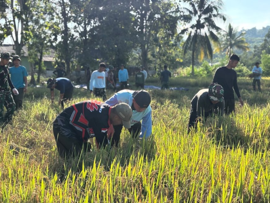 Yonif TP 804/DBAY Kembali Berhasil Laksanakan Panen Padi Kelima Kalinya