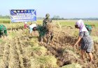 Di Tengah TMMD Serka Suwondo Turun ke Sawah Bantu Warga Panen Padi