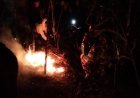 Kebakaran Lahan Pinus Perhutani di Desa Panerusan Wetan Luas Sekitar 1 Hektare