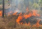 Babinsa Koramil Sota Sigap Padamkan Kebakaran, Cegah Api Meluas ke Kawasan Hutan