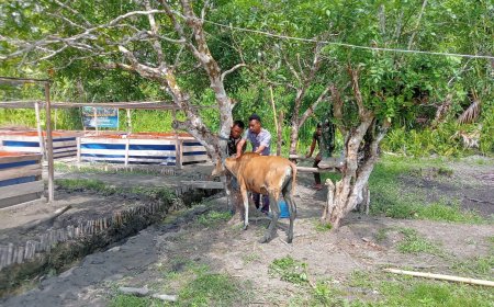 Yonif TP 860/NSK Gandeng Dinas Peternakan Waropen, Pastikan Kesehatan Ternak Demi Dukung Ketahanan Pangan di Papua