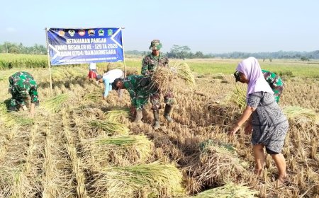 Di Tengah TMMD Serka Suwondo Turun ke Sawah Bantu Warga Panen Padi