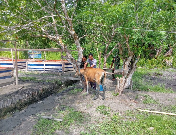 Yonif TP 860/NSK Gandeng Dinas Peternakan Waropen, Pastikan Kesehatan Ternak Demi Dukung Ketahanan Pangan di Papua
