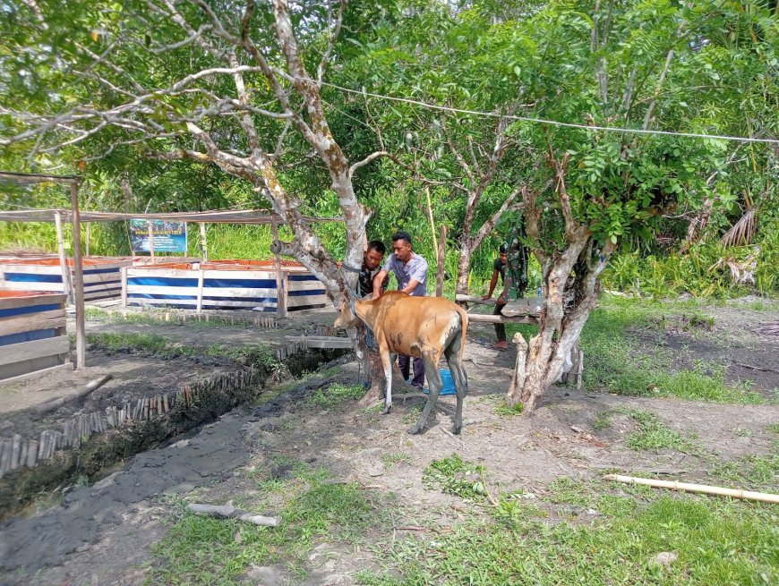 Yonif TP 860/NSK Gandeng Dinas Peternakan Waropen, Pastikan Kesehatan Ternak Demi Dukung Ketahanan Pangan di Papua