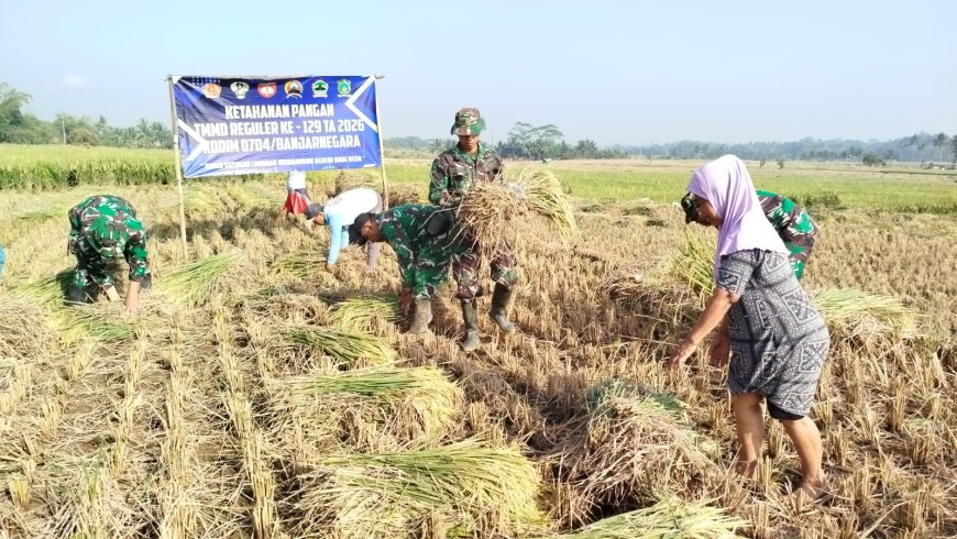 Di Tengah TMMD Serka Suwondo Turun ke Sawah Bantu Warga Panen Padi