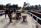 TNI dan Masyarakat Bersatu, Pembangunan 4 Jembatan Aramco di Waninggap Say Merauke Hampir Rampung