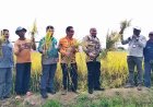 Panen Padi Koya Timur Jadi Langkah Nyata Menuju Swasembada Beras Papua
