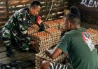 Babinsa Arso Dorong Peternakan Ayam Jadi Penggerak Ekonomi Warga