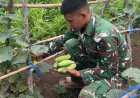 Panen Timun Yonif TP 813/Arweyani Langkah Nyata Kemandirian Pangan
