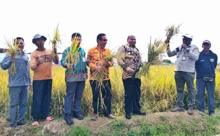 Panen Padi Koya Timur Jadi Langkah Nyata Menuju Swasembada Beras Papua