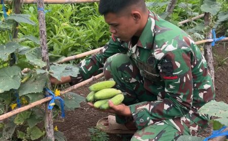 Panen Timun Yonif TP 813/Arweyani Langkah Nyata Kemandirian Pangan