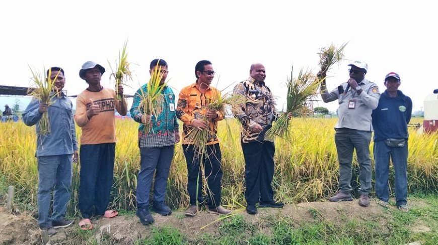 Panen Padi Koya Timur Jadi Langkah Nyata Menuju Swasembada Beras Papua