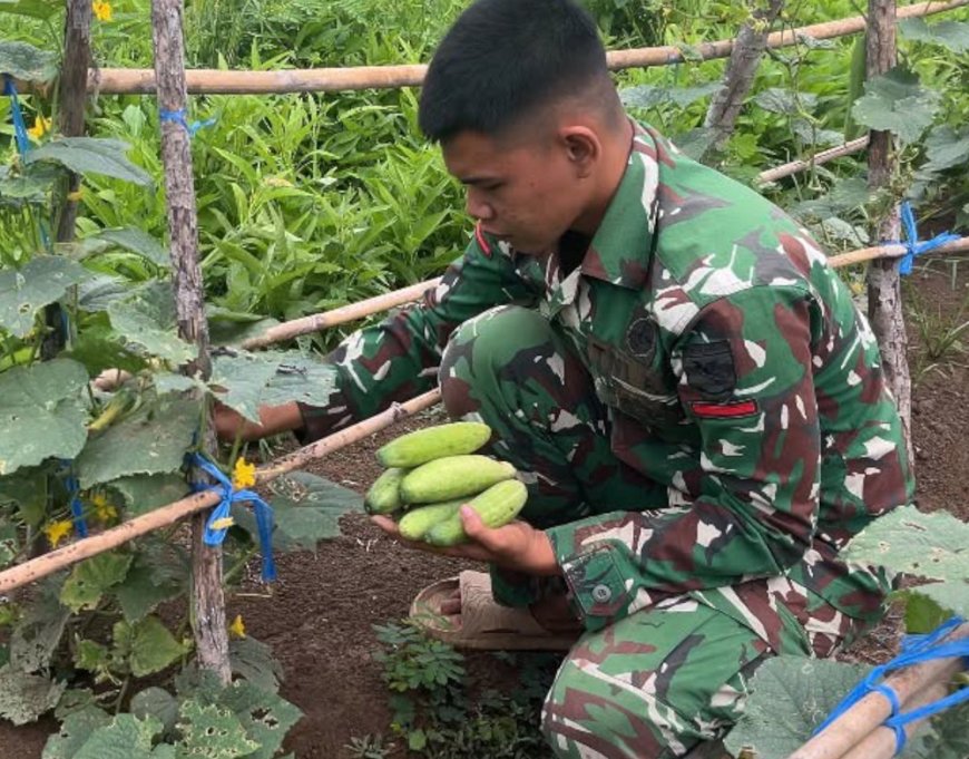 Panen Timun Yonif TP 813/Arweyani Langkah Nyata Kemandirian Pangan